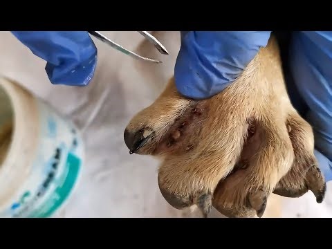 Many Ticks are Exploding From Poor Dog Live in Country Side _ Dog Ticks Removal ‪@MonkeyKunKun‬