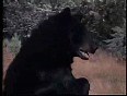 Bear vs Puma Video - Rediff Videos