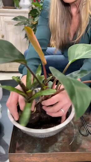 Instant planter using vintage colander and maple sap bucket! Planterina #indoorplants #plants #plantcare #diy #viral #satisfying #reels | Planterina
