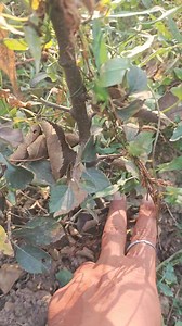 Rootstock Nursery at Liser Kokernag #rootstock @everyone #rootstock MY STATE MY PRIDE | MY STATE MY PRIDE