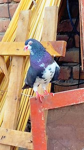 Toga male home breed 💯😱🕊️ | Dronzer Birds