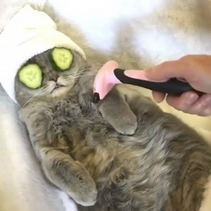 31K views · 69 reactions | I need this. Right meow. #sunday #spa | Animalistic | Facebook