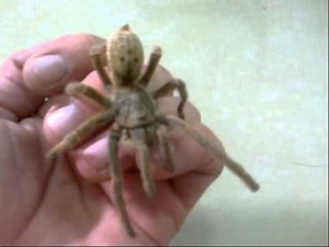 Pterinochilus lugardi - Fort Hall Baboon Tarantula