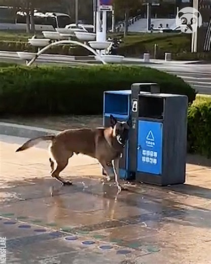 Dog dives into sea to collect and bin plastic waste | Awesome