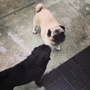 2.2K views · 252 reactions | Pug Mania: Saturday Night Fights (sealed with a kiss ) | Ube, Buko & Herbie: The Pug Bros. | Facebook