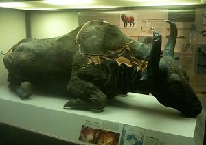 Museum photos: Mummified Ice-Age bison