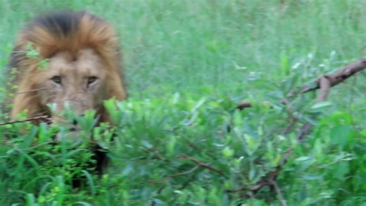 42K views · 2K reactions | Majestic male lion emerged from the bush and started sniffing around, seeking for some clues from the air #reels #life #viral #trend #video #wild #wow #reelsfb #travel #epic #nature #africa #cubs #wildlife #story #safari #amazing #trending #AfricanBushKingdom | African Bush Kingdom | Facebook