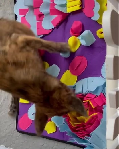 Dear Bosco. Now “explorateur de croquettes”. He is on his brand new “Barbie” playmat that stimulates him intellectually and physically to look for pellets hidden everywhere. And he is loving it!! Thanks to his mom Christina for always trying hard to improve his life as a disabled puppy. Cherche Bosco, cherche!! #disablepup #mauritiusisland | PAWS Mauritius