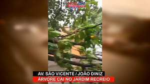 2.9K views · 61 reactions | ÁRVORE CAI NA AV. SÃO VICENTE COM JOÃO...