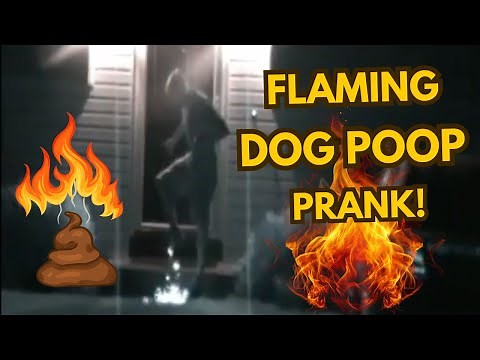 Flaming DOG Poop Prank Leads to EPIC Freakout