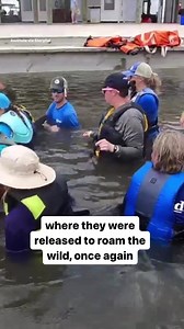 2.2K views · 39 reactions | When Hurricane Ida slammed Grand Isle, Louisiana, as a Category 4 storm in 2021, it left a mother dolphin and her baby trapped in a pond system. This month, they were finally rescued and released back into the ocean.  #dolphins #animalrescue #hurricaneida #hurricane #louisiana #ocean #bekindtoallanimals #helpeachother #marinelife #EmptyTheTanks #dolphinwatching #wildlifeconservation #oceanlife | Protect Animals Worldwide | Facebook