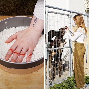 1.7M views · 5.3K reactions | Bringing Joy to Shelter Dogs with Homemade, Healthy Treats  | 5-Minute Crafts | Facebook