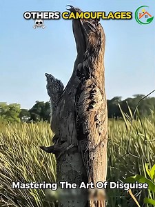 13K views | Would you recognize them if you saw them  | The Sky of Freedom | Facebook