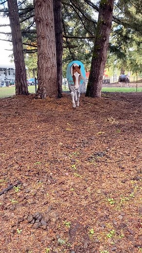 He surprised me by NOT wanting the grass 🤣 #painthorse #sorreltobiano #gelding #horse #equine #equestrian #horsesoffacebook | Paint Horse - Timber