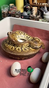 Ball Python Hatch