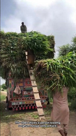 Manual Sorghum Loading: A Risky Endeavor