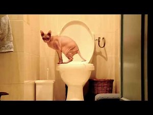 Sphynx using toilet! Demonstration video