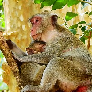 1.9K views · 61 reactions | Newday Update! Jane Monkey So Hurt Her Pregnant & Giving A Newborn Baby Birth Soon! Still Nursing Jazzy! | Monkey RoJo | Facebook