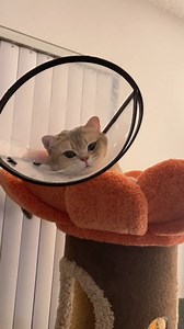 36 reactions · 6 comments | This is too cute! | Soul Divine | Facebook