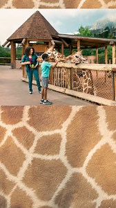 Whether it's hand-feeding giraffes, elephants or goats, walking alongside penguins and wallabies or feeling the rumble of a lion’s roar, each moment will be unforgettable. Create memories that will last a lifetime. Connect with the animals. Connect with each other. Get closer than ever at Cheyenne Mountain Zoo. Advance tickets are required. In partnership with Children's Hospital Colorado and . | Cheyenne Mountain Zoo