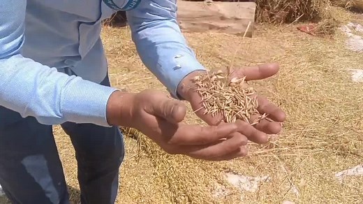 Oats seed production | Agriculture Activities