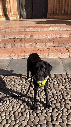 Taya backing up on the steps of Modena church. Duomo do Modena. #church #cathedral #duomo #duomocathedral #duomomodena #modena #italy #dogtraining #chienheureux #dogvideos #mutt #cane #chienne #chien #mutt #traveling #citycenter #adventure #dogadventure #beautiful #life | Sylvie Monge