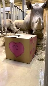 582K views · 2.6K reactions | Our white rhinos received a beautiful valentine over the weekend! How many rhinos did it take to open it? Well.... 藍  Kate McConnell | Nashville Zoo | Facebook