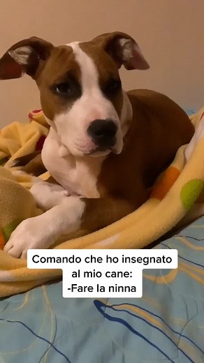 How to Seduce Your Dog: Tips for Playful Bonding