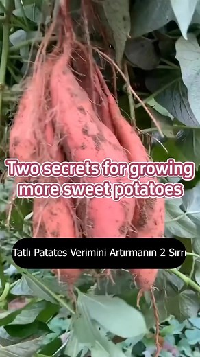🍠 İyi verim için doğru toprak erken budama şartı! Az işlem, çok hasat! 📲 Beğen, paylaş, takip etmeyi unutma! #tatlıpatates #yüksekverim #sebzeyetiştiriciliği #organikbahçe #tarımtüyoları #sweetpotatogrow #verimlitarım | Toxic giraffe