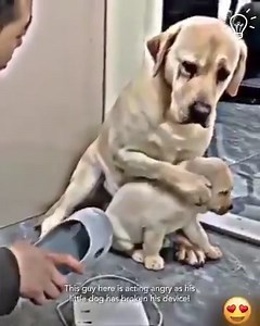 31K views · 572 reactions | Fulll viideo here https://rescuelm.themtraicay.com/1149/14/ M1412015 Chinese people will casually themselves abusing their poor pets part1 See part 2 in the comments below. | Live Love Animals | Facebook