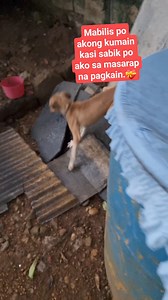 Isa sya sa mga puppy noon na kapitbahay ng mga pinapakain namin, para makuha nila ang atensyon namin, tumahol sila ng tumahol na parang nagsasabing "Ate, Ate gusto din namin ng pagkain". At magmula noon, naging kasama na nga sila lagi sa feeding namin. Nakakatuwa na kahit papaano ay lumaki sya.🥰🙏 #aspin #dogfeeding #strayfeeding #doggo #bekindtoallkinds #dogloversph #sharingiscaringandloving | Mary Jane Estoesta