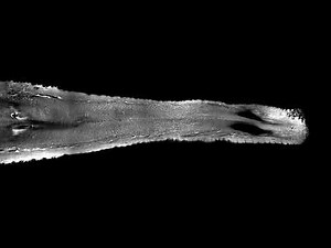 Muscular anatomy of the African elephant trunk