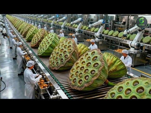 Inside The BIGGEST Lotus Seed Farm & Factory - From Seed to Harvest (Full Process)