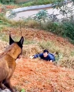 Dogs are the most loyal friends! 🐾 | Pretty Hairstyles