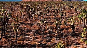Yucca Trees Mountain Desert Landscape Electric: Stockvideos & Filmmaterial (100 % lizenzfrei) 3722373403 | Shutterstock