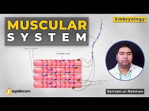 Muscular System | Introduction