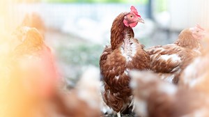 Thousands of birds rescued, thousands of others found dead at Delaware post office