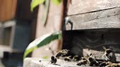 Swarm of honey bees carrying pollen and flying to the landing board...