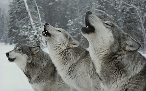 Wolf Species Resistant to Prion Disease | Microbiology