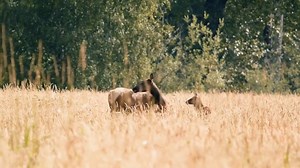 25 reactions | Pregnant elk in Tennessee are being taken on a wild ride through the sky. It's all part of a groundbreaking study that aims to understand the population dynamics of the species better: https://bit.ly/4bHfkdN | FOX Weather | Facebook