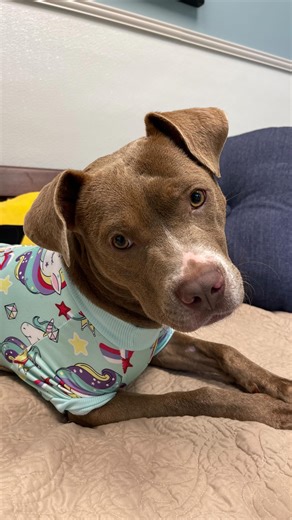 Meet Fawn, the three-legged puppy in unicorn PJs!🦄 She is the sweetest 3-year-old American Staff Mix and loves to cuddle up in her PJs. Fawn would be the perfect couch/bed dog for anyone! She also gets along with dogs here at the shelter. Fawn is heartworm positive, but our shelter veterinarian covers her treatment at no cost to her adopter. Give Animal Services a call at (985) 809-0183 to add Fawn to your family today! | St. Tammany Parish