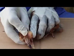 Infectious Coryza Symptoms, Prevention, Treatment and Eye Clearing