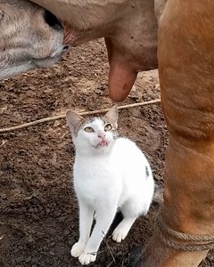 430K views · 119 reactions | Cat craves cow's milk 拏 | Chocolates Lovers | Facebook