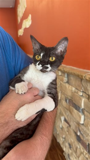 ⭐️ Did you know? The Devon Rex cat is a unique breed known for its curly coat, large ears, and playful personality! Devon Rex cats love interacting with people & other pets, as they are a highly social & intelligent breed! With their low-maintenance coats and outgoing personalities, they will be a wonderful addition to your family! Give us a call to meet them today! 📞 (941) 203-3977 #devonrexcat #sarasotafl #petlandsarasota | Dream Tails Sarasota