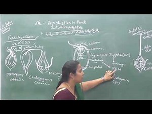 Describe the process of fertilization in angiosperms.