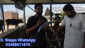 46K views · 3.2K reactions | Pure Friesien heifers for sale at HK7 dairy farm | Dairy Farming with Dr-Muzzammil | Facebook