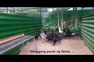27K views · 1K reactions | Ideas for innovatively brooding the native chicken chicks. #ideascreativas #innovationhub #brooding #nativepride #chickensofinstagram #chicken | Philippine Native Chicken | Facebook
