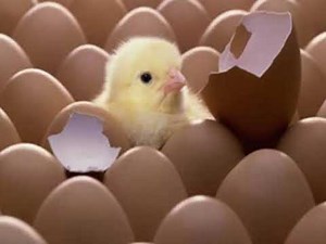 ANIMALES OVÍPAROS Y VIVÍPAROS