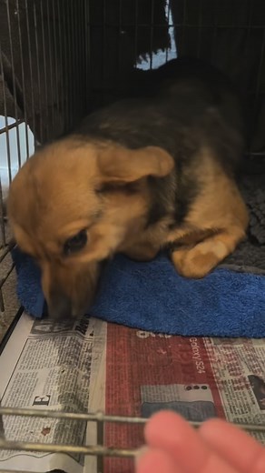 242K views · 11K reactions | Please remember to give the shy and scared dogs at the rescue centre a chance, I promise they’ll surprise you ❤️ #adoptme #adoptdontshop #rescuedog #shydog #transformation | Fetcher Dog- giving hope to abandoned dogs | Facebook