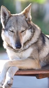For my love of Wolves 💚 Up close and personal, enough to see the soul dancing in her eyes. #byravenwolf #FollowSoulWolfOfficial #formyloveofwolves | SoulWolf